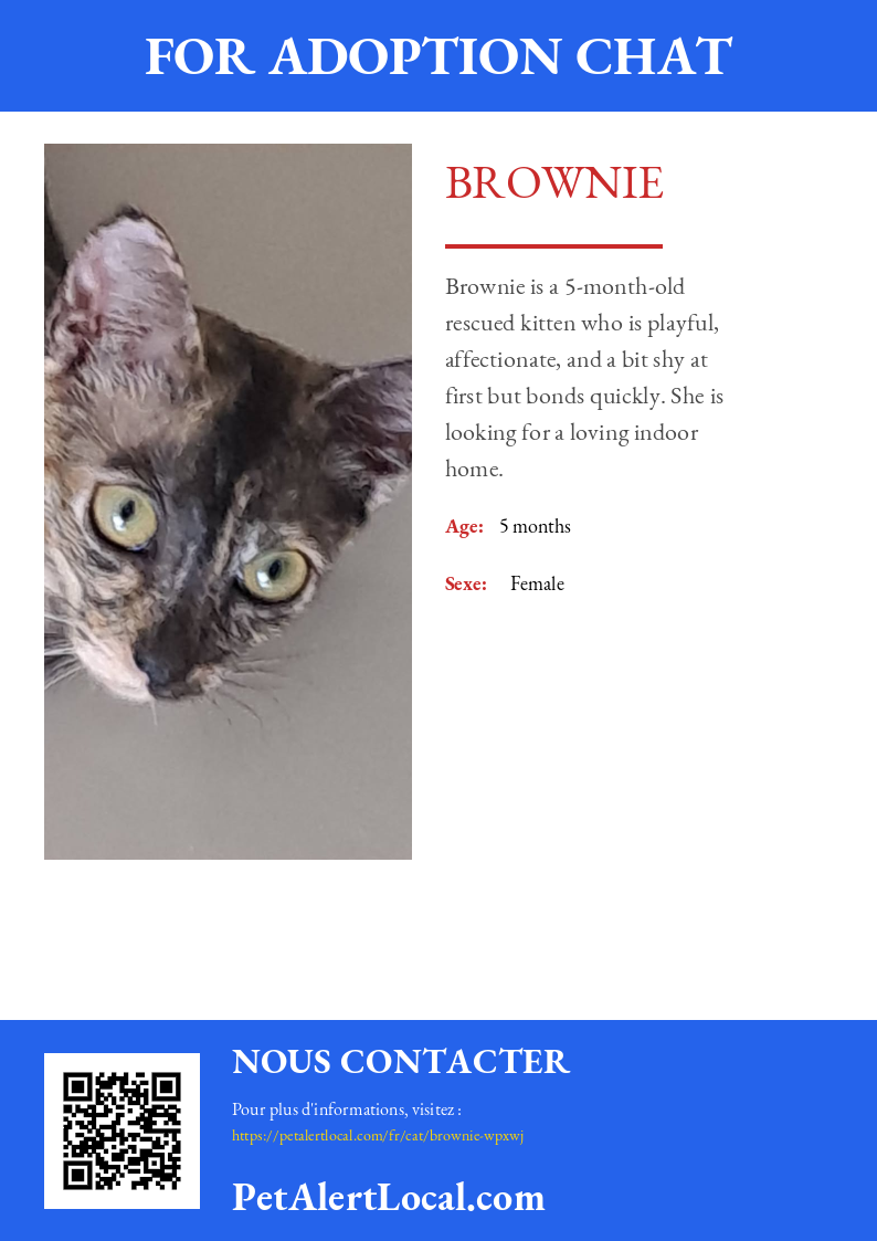 Poster preview for Brownie